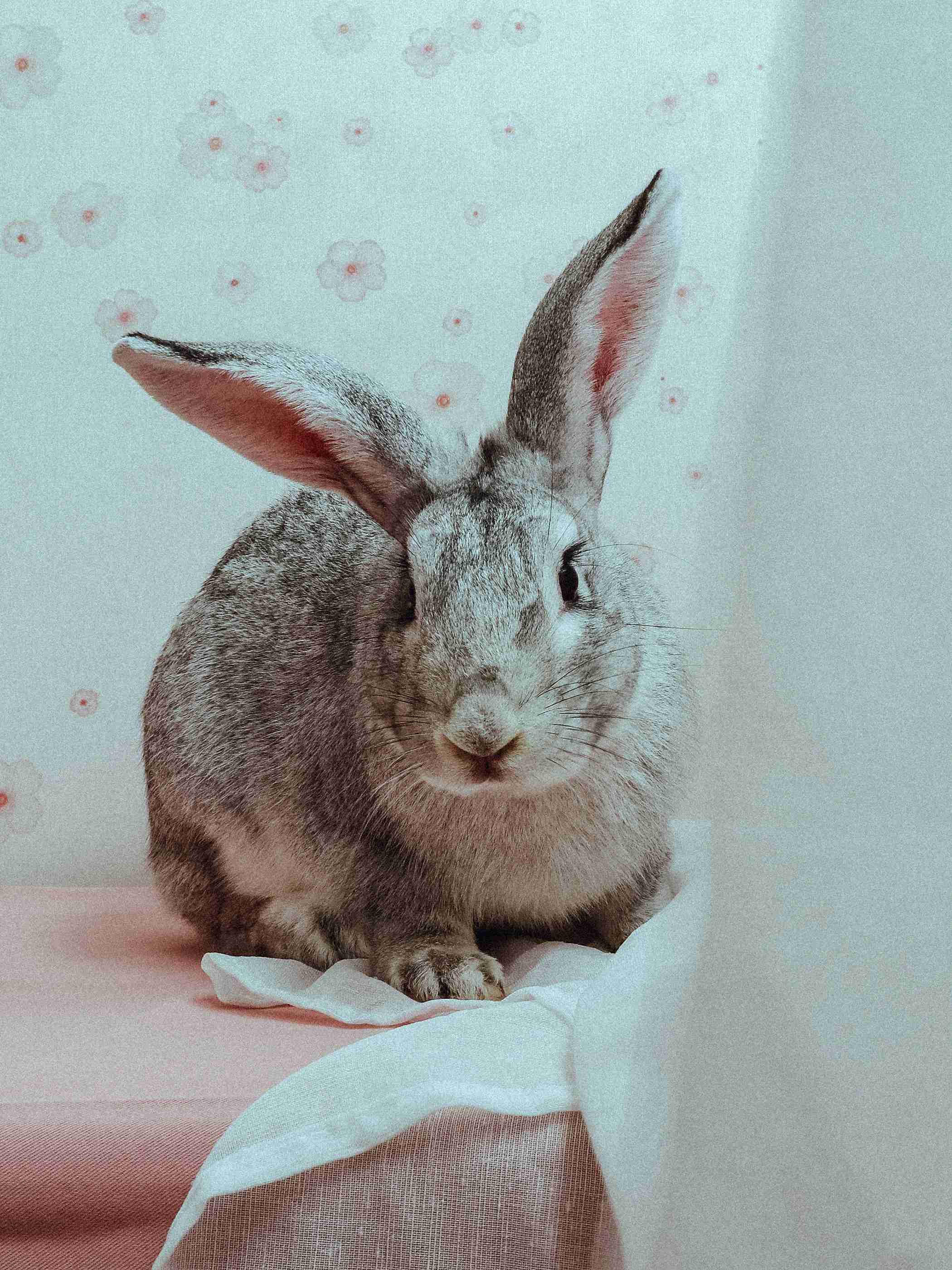 Rabbit Names
