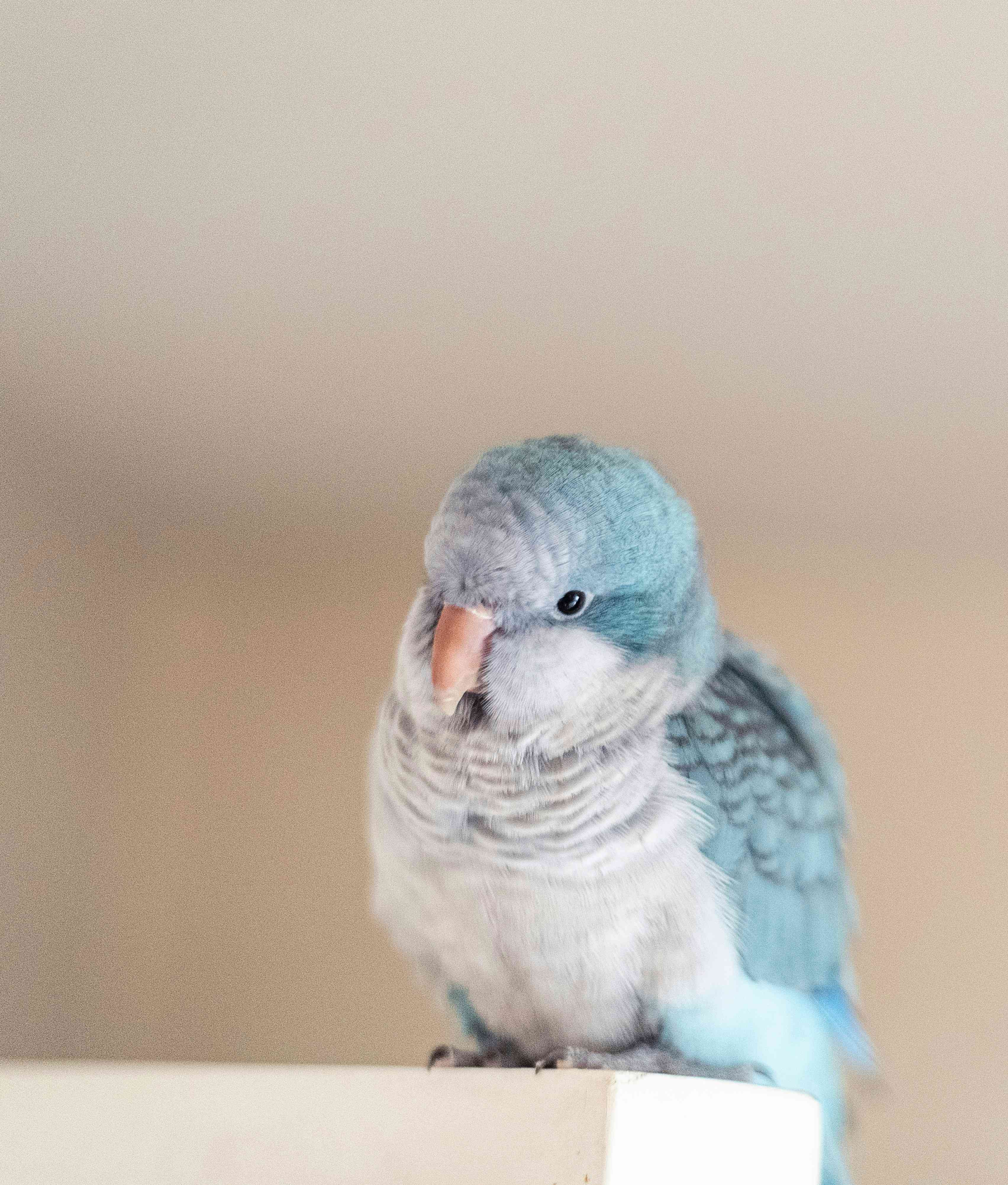 Bird Names