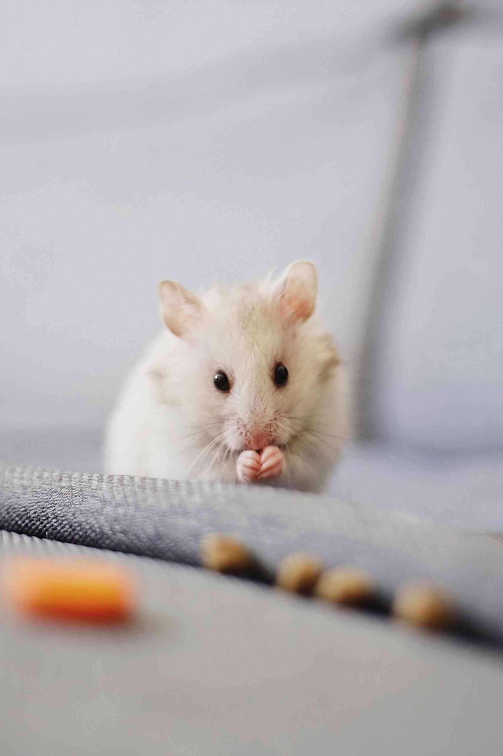 Hamster Names